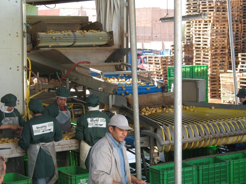 Washing and sorting machine for early potatoes