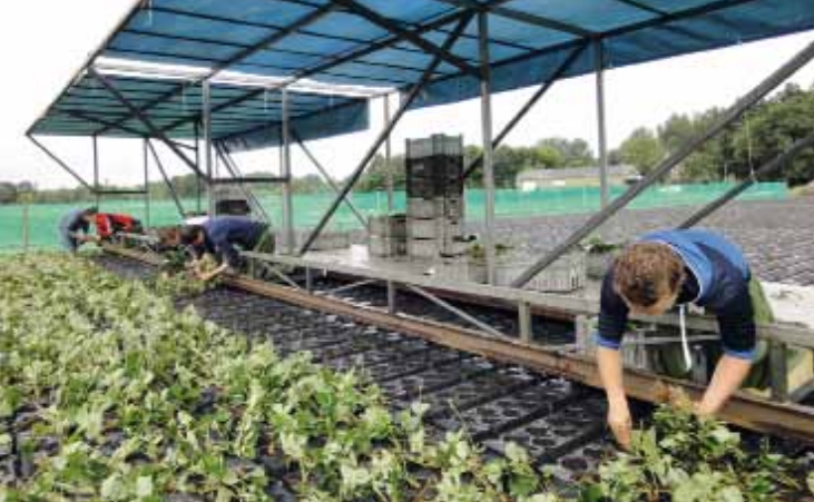 Trayplanten aardbei uit ‘het magazijn’