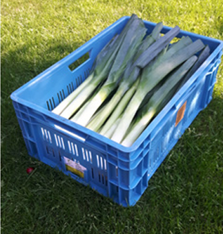 Cutting in water extends leeks’ shelf life