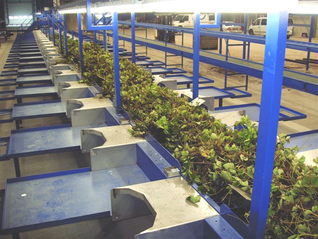 Sorting line for Strawberry plants